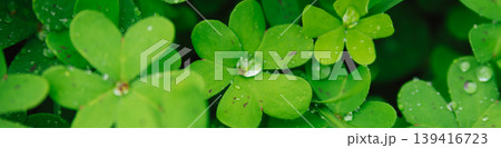 Fresh dewdrops resting on smooth emerald oxalis leaves after spring rain, creating sparkling prism-like reflections and a vibrant macro view of Mediterranean morning purity 139416723