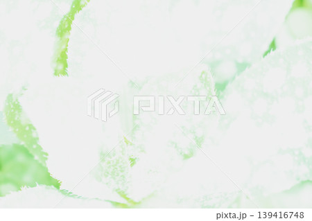 An ethereal, high-key macro shot of mint green leaves bathed in bright white light. This airy, minimalist abstraction evokes freshness, purity, and organic beauty 139416748