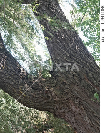 Old Tree Trunk with Rough Bark Texture and Green Leaves in Urban Environment 139416840