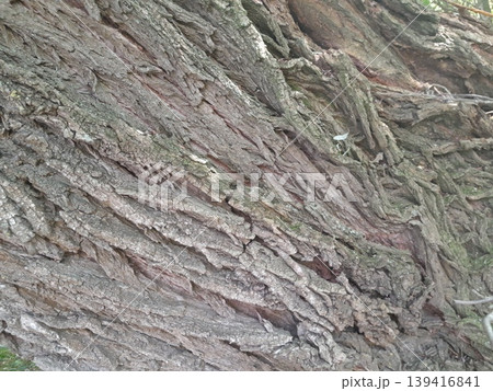 Old Tree Trunk with Rough Bark Texture and Green Leaves in Urban Environment Old Tree Trunk with Rough Bark Texture and Green Leaves in Urban Environment 139416841