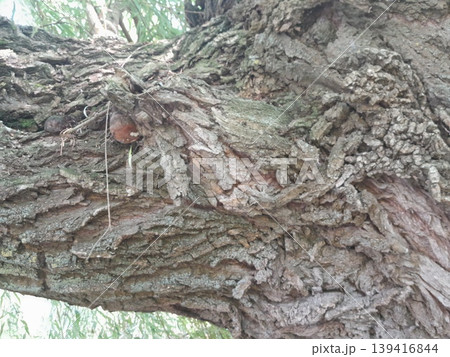 Old Tree Trunk with Rough Bark Texture and Green Leaves in Urban Environment 139416844