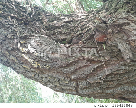 Old Tree Trunk with Rough Bark Texture and Green Leaves in Urban Environment 139416845