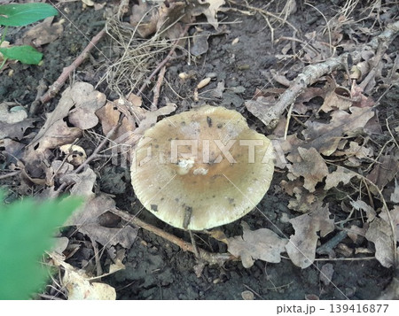 Mushrooms in dry fallen leaves on forest ground in sunlight and shadow 139416877