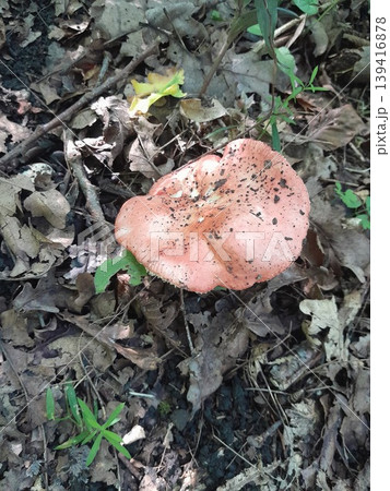 Mushrooms in dry fallen leaves on forest ground in sunlight and shadow Mushrooms in dry fallen leaves on forest ground in sunlight and shadow 139416878
