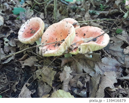 Mushrooms in dry fallen leaves on forest ground in sunlight and shadow 139416879
