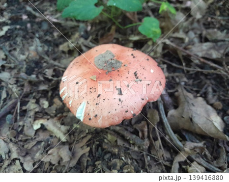 Mushrooms in dry fallen leaves on forest ground in sunlight and shadow 139416880