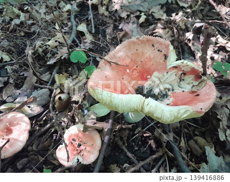 Mushrooms in dry fallen leaves on forest ground in sunlight and shadow 139416886