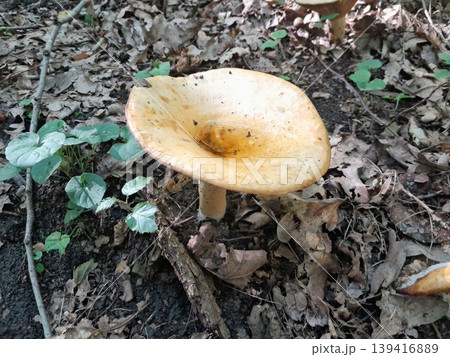 Mushrooms in dry fallen leaves on forest ground in sunlight and shadow Mushrooms in dry fallen leaves on forest ground in sunlight and shadow 139416889