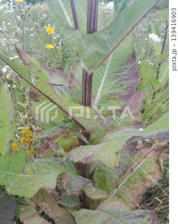Spiky teasel plant with prickly, armored stems on sunny grassland Spiky teasel plant with prickly, armored stems on sunny grassland 139416903