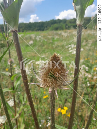 Spiky teasel plant with prickly, armored stems on sunny grassland 139416909