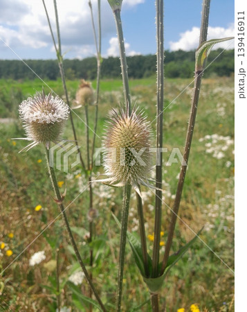 Spiky teasel plant with prickly, armored stems on sunny grassland Spiky teasel plant with prickly, armored stems on sunny grassland 139416911