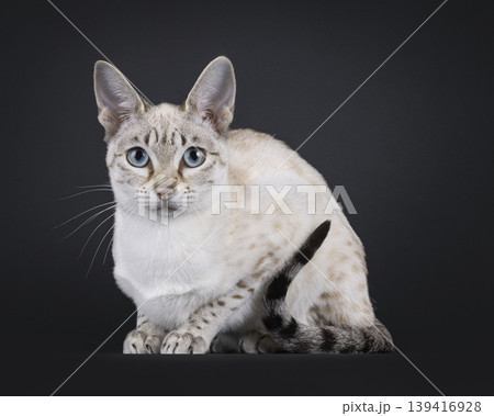 Elegant cat on black background Elegant cat on black background 139416928