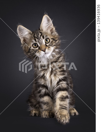 Tabby cat on black background Tabby cat on black background 139416936