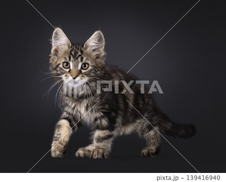 Tabby cat on black background Tabby cat on black background 139416940