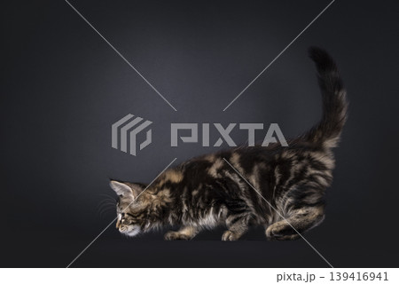 Tabby cat on black background Tabby cat on black background 139416941
