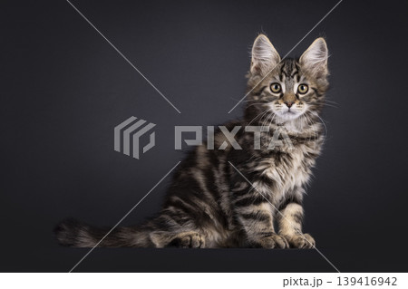 Tabby cat on black background Tabby cat on black background 139416942