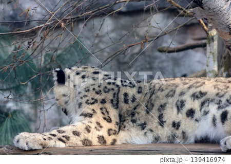 Resting Snow Leopard in Natural Habitat - Wildlife Photography for Conservation Awareness 139416974