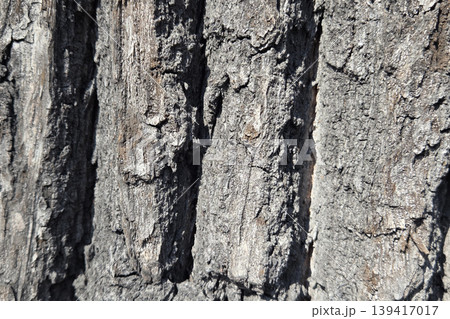 Close-Up of Weathered Tree Bark Texture for Nature and Background Design Close-Up of Weathered Tree Bark Texture for Nature and Background Design 139417017