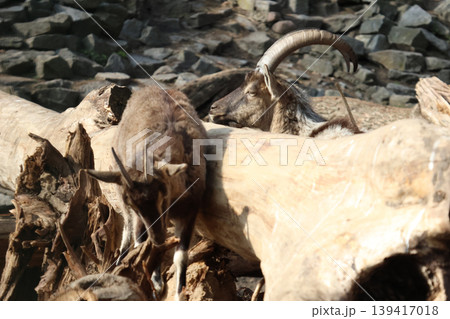 Mountain Goats on Log in Rocky Habitat Highlighting Natural Wildlife Setting 139417018