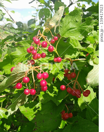 Lush Forest with Red Berries Guelder Rose Trees and Dense Greenery in Sunlight Lush Forest with Red Berries Guelder Rose Trees and Dense Greenery in Sunlight 139417023