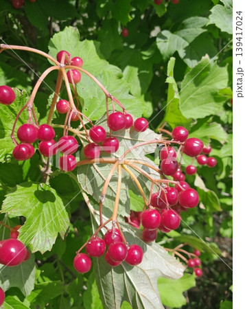 Lush Forest with Red Berries Guelder Rose Trees and Dense Greenery in Sunlight Lush Forest with Red Berries Guelder Rose Trees and Dense Greenery in Sunlight 139417024
