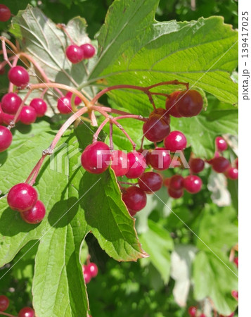 Lush Forest with Red Berries Guelder Rose Trees and Dense Greenery in Sunlight Lush Forest with Red Berries Guelder Rose Trees and Dense Greenery in Sunlight 139417025