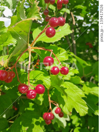 Lush Forest with Red Berries Guelder Rose Trees and Dense Greenery in Sunlight Lush Forest with Red Berries Guelder Rose Trees and Dense Greenery in Sunlight 139417026
