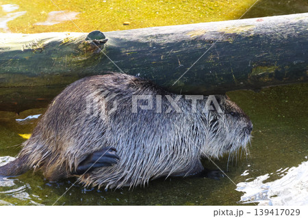 Nutria by Log in Water Habitat - Wildlife and Nature Photography for Educational Purpose 139417029