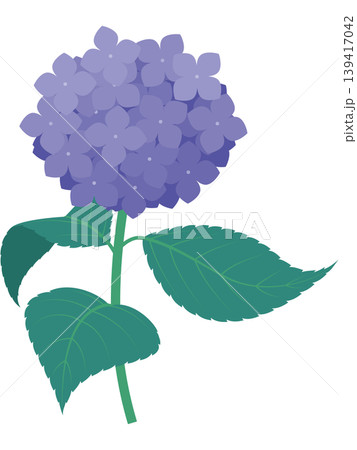 茎と葉っぱ付きの紫陽花のイラスト(紫) 茎と葉っぱ付きの紫陽花のイラスト(紫) 139417042