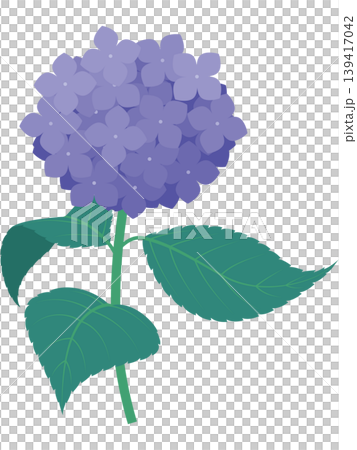 茎と葉っぱ付きの紫陽花のイラスト(紫) 茎と葉っぱ付きの紫陽花のイラスト(紫) 139417042
