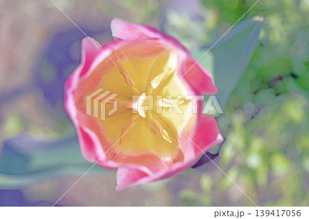 家の周りの草花 四季の色々 農業公園の花畑に色鮮やかな美しいチューリップの花が咲きました 家の周りの草花 四季の色々 農業公園の花畑に色鮮やかな美しいチューリップの花が咲きました 139417056
