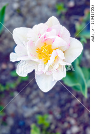 家の周りの草花 四季の色々 農業公園の花畑に色鮮やかな美しいチューリップの花が咲きました 家の周りの草花 四季の色々 農業公園の花畑に色鮮やかな美しいチューリップの花が咲きました 139417058