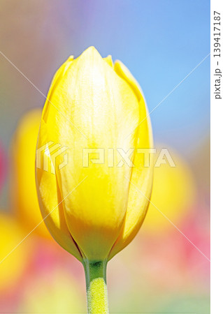 家の周りの草花 四季の色々 農業公園の花畑に色鮮やかな美しいチューリップの花が咲きました 家の周りの草花 四季の色々 農業公園の花畑に色鮮やかな美しいチューリップの花が咲きました 139417187