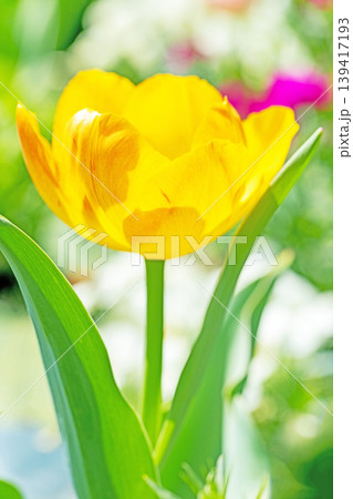家の周りの草花 四季の色々 農業公園の花畑に色鮮やかな美しいチューリップの花が咲きました 家の周りの草花 四季の色々 農業公園の花畑に色鮮やかな美しいチューリップの花が咲きました 139417193