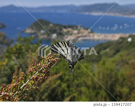 sestri levante village view from punta manara trail sestri levante village view from punta manara trail 139417207