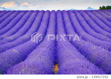 Fields of lavender stretch as far as the eye can see in a rural area in summer. Provence in France 139417292