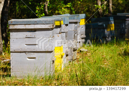 Row of bee hives in green forest. Honey beehives on nature, Provence France. Beekeeping or apiculture. Row of bee hives in green forest. Honey beehives on nature, Provence France. Beekeeping or apiculture. 139417299
