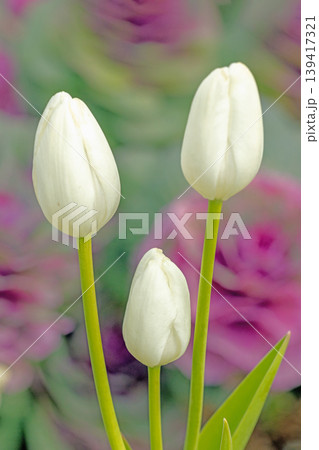 家の周りの草花　四季の色々　農業公園の花畑に色鮮やかな美しいチューリップの花が咲きました　 139417321