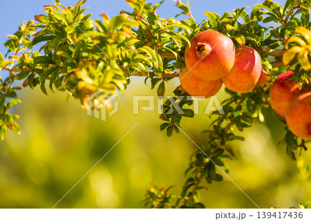 Pomegranate fruit on green tree. Pomegranate fruit on green tree. 139417436