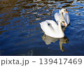池で泳ぐ二羽の白鳥 139417469