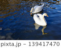池で泳ぐ二羽の白鳥2 139417470