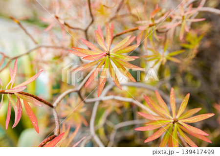 Colorful Star Shaped Leaves Close Up With Soft Background Colorful Star Shaped Leaves Close Up With Soft Background 139417499