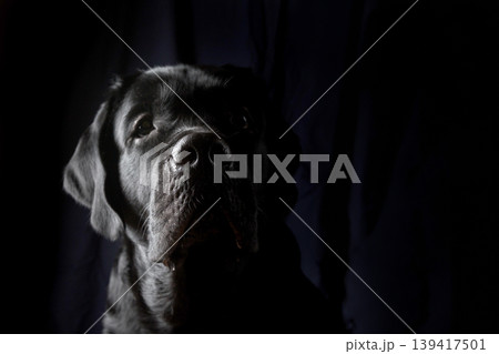 Closeup Portrait of Labrador Dog 139417501
