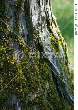 Vertical photo of sustainable nature surface with green moss suitable for sustainability campaigns and green product visuals. Vertical photo of sustainable nature surface with green moss suitable for sustainability campaigns and green product visuals. 139418061
