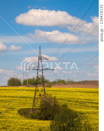 Vibrant Field of Yellow Flowers Underneath Power Lines Against a Clear Blue Sky Vibrant Field of Yellow Flowers Underneath Power Lines Against a Clear Blue Sky 139418135