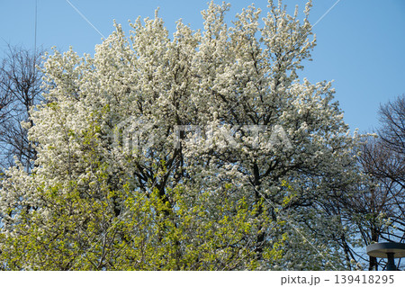 Large tree covered with dense white blossoms rises against clear blue sky with fresh green foliage in spring season. Nature landscape, flowering tree, seasonal bloom, outdoor scene, botanical 139418295
