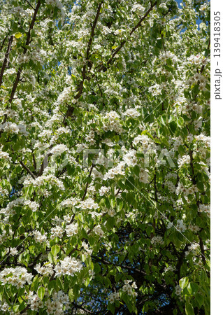 Branch with white blossoms and fresh green leaves on tree under sunlight with soft background blur in spring. Nature detail, flowering plant, seasonal bloom, garden scene, outdoor 139418305