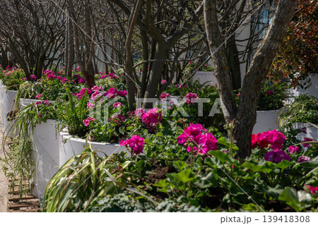 Garden pathway with rows of white planters filled with pink flowers and green plants with trees forming natural corridor. Landscape design, gardening, urban greenery, decorative planting 139418308
