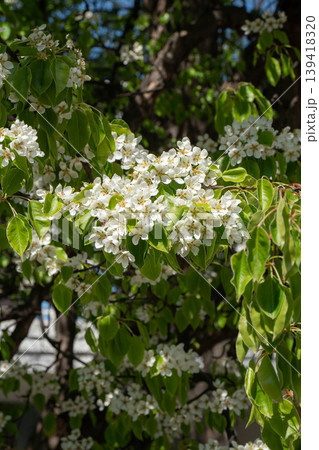 Branch with white blossoms and fresh green leaves on tree under sunlight with soft background blur in spring. Nature detail, flowering plant, seasonal bloom, garden scene, outdoor Branch with white blossoms and fresh green leaves on tree under sunlight with soft background blur in spring. Nature detail, flowering plant, seasonal bloom, garden scene, outdoor 139418320