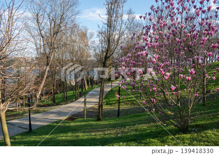 Blooming magnolia tree and pathway in Emirgan Park in Istanbul with pink flowers, green lawn, in spring outdoor scene. Urban nature, park landscape, outdoor recreation, travel content, lifestyle Blooming magnolia tree and pathway in Emirgan Park in Istanbul with pink flowers, green lawn, in spring outdoor scene. Urban nature, park landscape, outdoor recreation, travel content, lifestyle 139418330